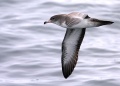 Pink-footed Shearwater